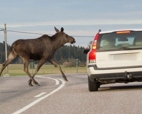 Undvik & hantera viltolyckor - Allians trafikskola